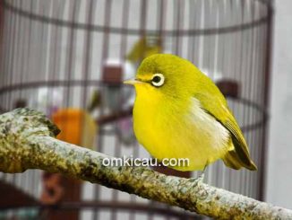 Suara pleci betina untuk memancing burung jantan buka paruh