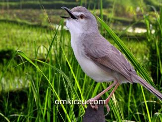 Perawatan dan suara tembakan ciblek sawah