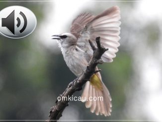Audio ropelan variasi burung trucukan untuk masteran