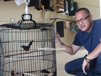 Om Hany Faroko dan murai batu Abimanyu