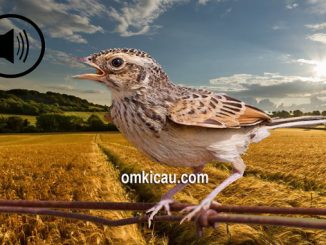 Aneka suara kicauan branjangan untuk masteran