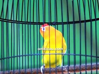Lovebird Gendewo