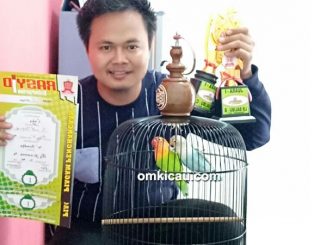 lovebird Coga
