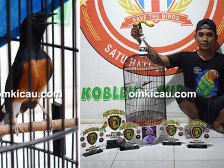 feat Launching Pakan Bonek Power