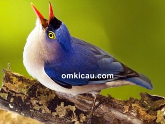 BUrung rambatan mempunyai suara yang tajam untuk masteran