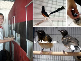 Bintang Arwana BF Karawang