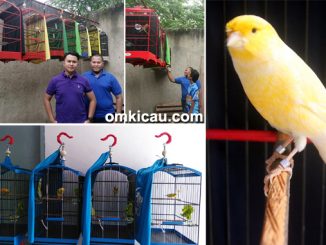 Crowne Canary