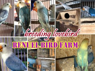 breeding lovebird Renuel BF
