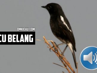 Burung decu belang yang berpenampilan mirip burung kacer