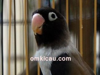 Solusi alternatif pulihkan lovebird macet bunyi