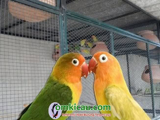 Tujuh tahap ternak lovebird untuk pemula