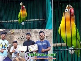 lovebird Mbah Joyo