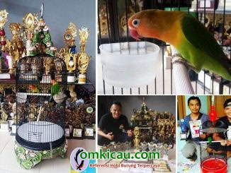 lovebird Morena
