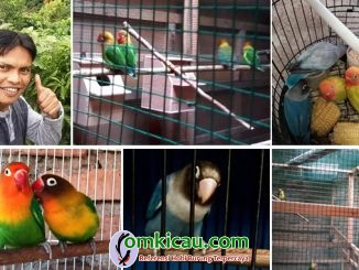 breeding lovebird Rusdika BF