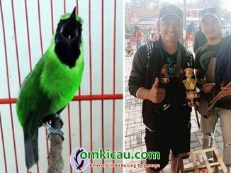 cucak hijau Bajol Ijo