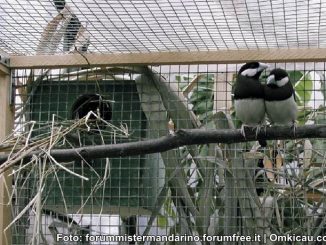 Burung Lain Laman 18 Om Kicau