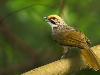 Memaster burung cucak rawa