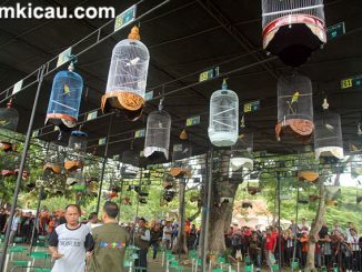 Suasana lomba kelas lovebird
