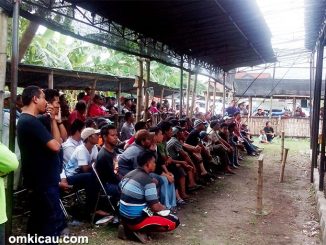 Kelas lovebird di LBB Team Cup II Sidoarjo