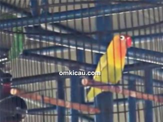 Lovebird New Depe