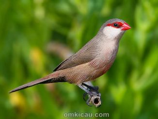 Common waxbill atau St Helena waxbill (Estrildid astrid)