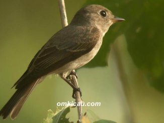 Burung Tledekan Om Kicau