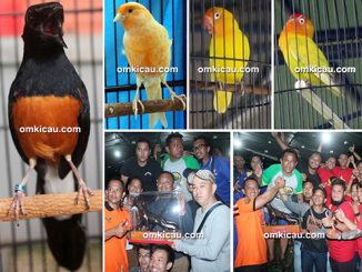 lomba burung berkicau Piala Pasundan