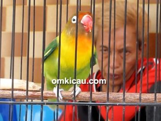 Lovebird Mourinho