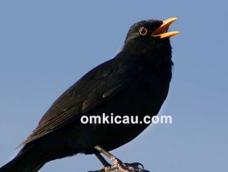 burung suara serak