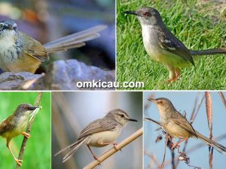Suara Burung Ciblek Om Kicau