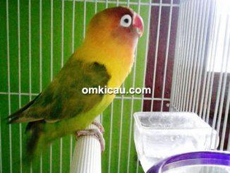 lovebird Mimut