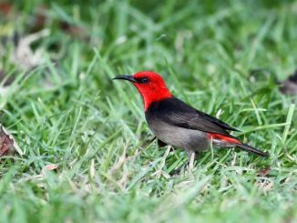 Burung Langka Dilindungi Om Kicau