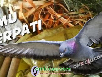 jamu merpati lomba