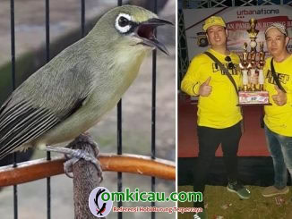 Burung Pleci Om Kicau