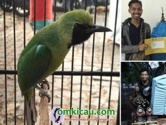 cucak ijo Preman Ijo