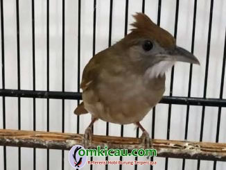 Burung Cucak Jenggot Laman 4 Om Kicau
