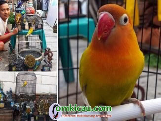 lovebird Mulus RBT