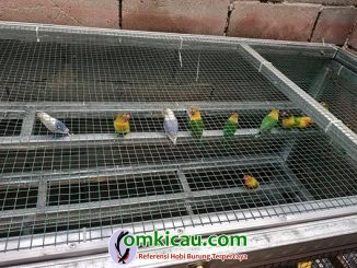 cara beternak burung lovebird