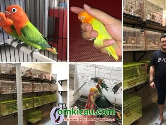 breeding lovebird warna