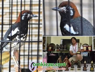 Burung Anis Kembang Om Kicau