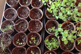 ASimpleHomestead.com - seeds started