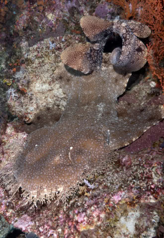 fish, fish friday, #fishfriday, dive