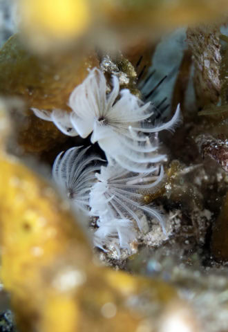 tiny critters, amazing tiny critters, dive, scuba, cozumel