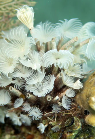 tiny critters, amazing tiny critters, dive, scuba, cozumel
