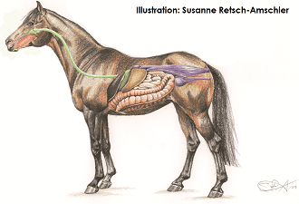 Naturalhorse