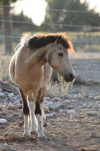Mickey, a retired pony, chilling in our rocky turnout