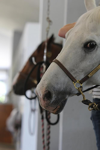 Doobie gives you the side eye when you drop your halter on the ground