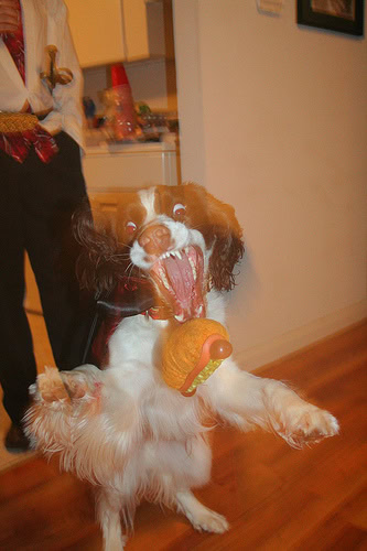 Eliot played fetch until 3am the night of the awesome party