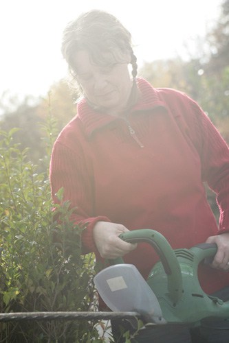 Ligusterhecke schneiden