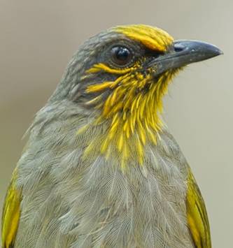 Stripe-throated bulbul